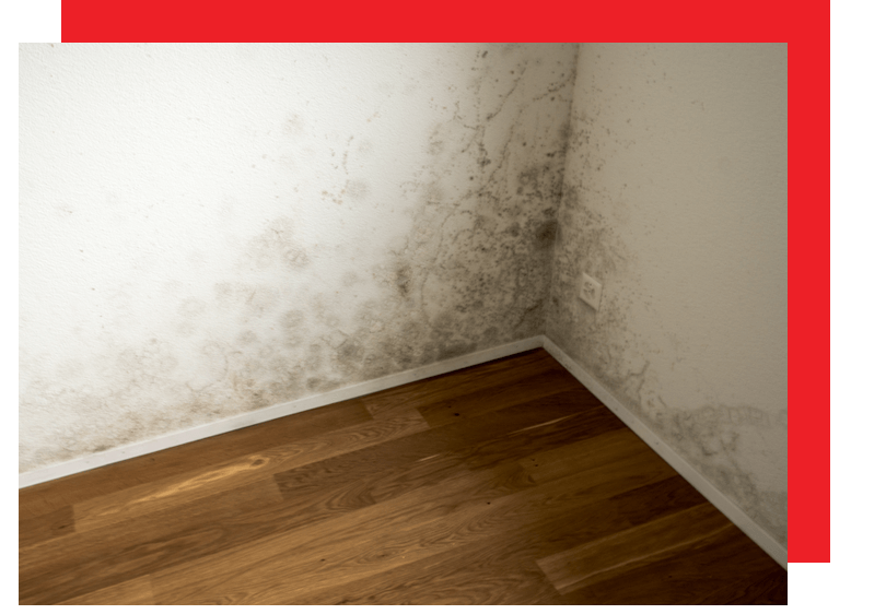 Mold Remediation Greater Boston Mold Removal Solutions Able Construction Llc 0700